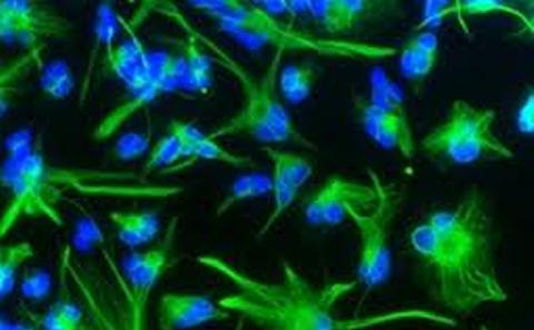 Cancer Sciences